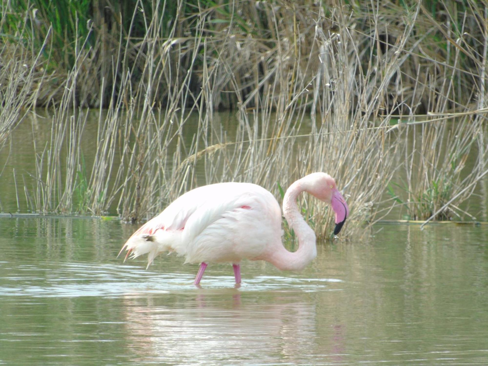 Appartamenti Lucia Quartu SantʼElena Zewnętrze zdjęcie